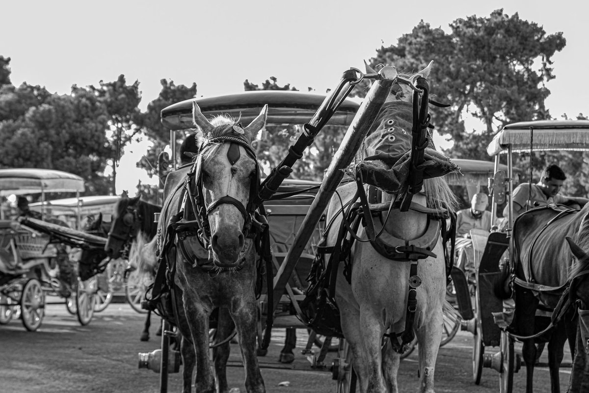 nuisances liees aux chevaux pres d'une habitation