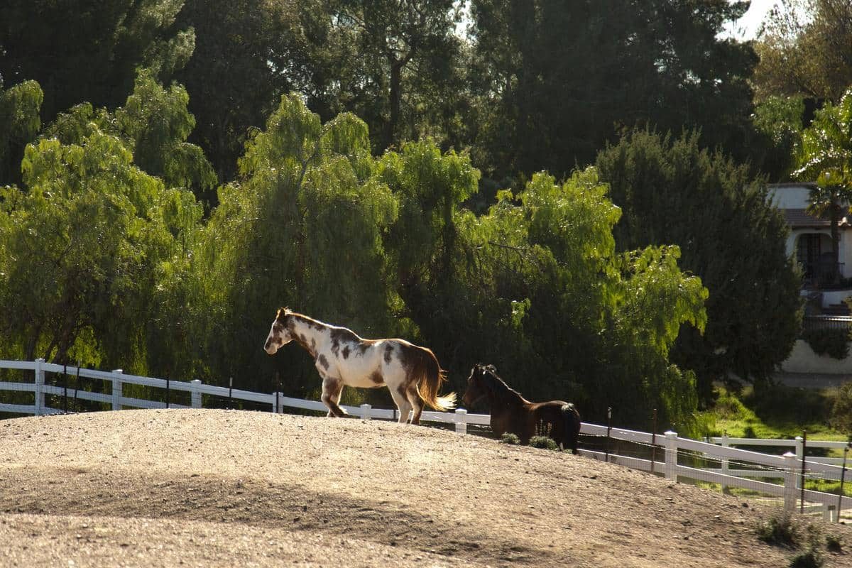 distance de clôture pour chevaux