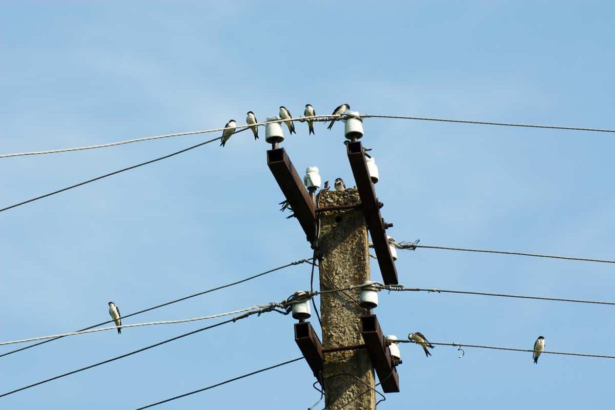 supprimer un câble téléphonique aérien